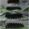 melit arduinna larva5 volg